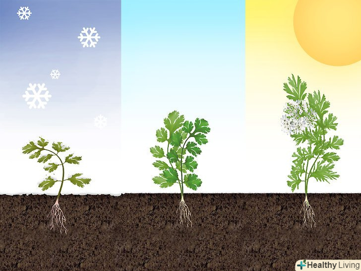 Як вирощувати коріандр: 12 кроків (з ілюстраціями)